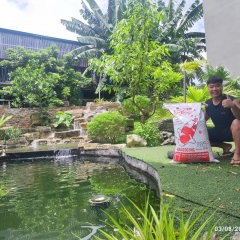 Aqua Koi hỗ trợ cá Koi phát triển nhanh, duy trì sức khỏe tối ưu và đảm bảo sức bền lâu dài.